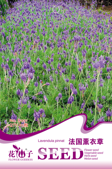 法国薰衣草